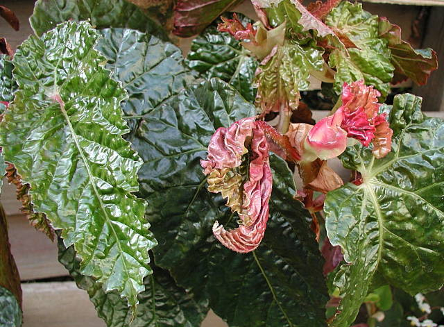 B. ‘Dale Kramer’